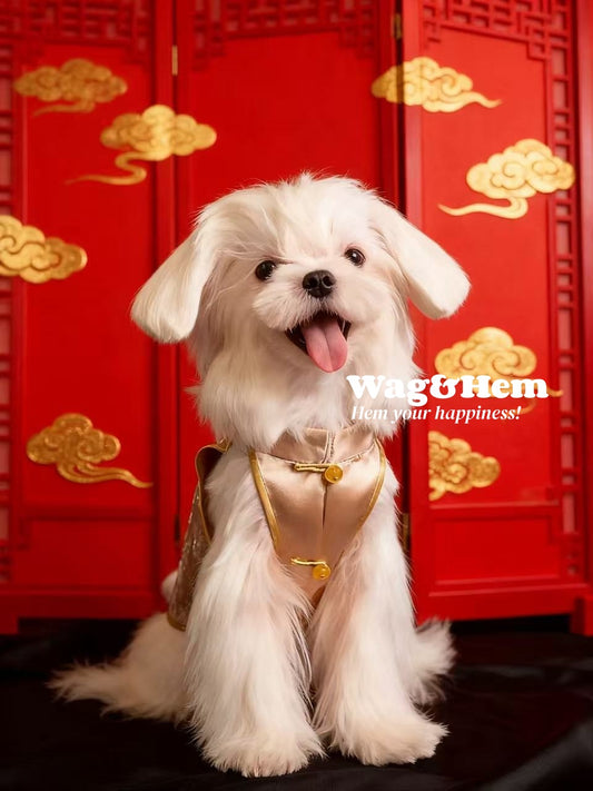 「金縷祥雲」中式真絲禮服裙｜寵物婚禮｜高端布料【MM系列】